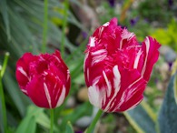 423963205 Red-white Tulip 1